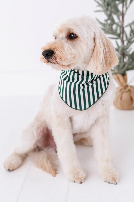 Green Stripes | DOG BANDANNA