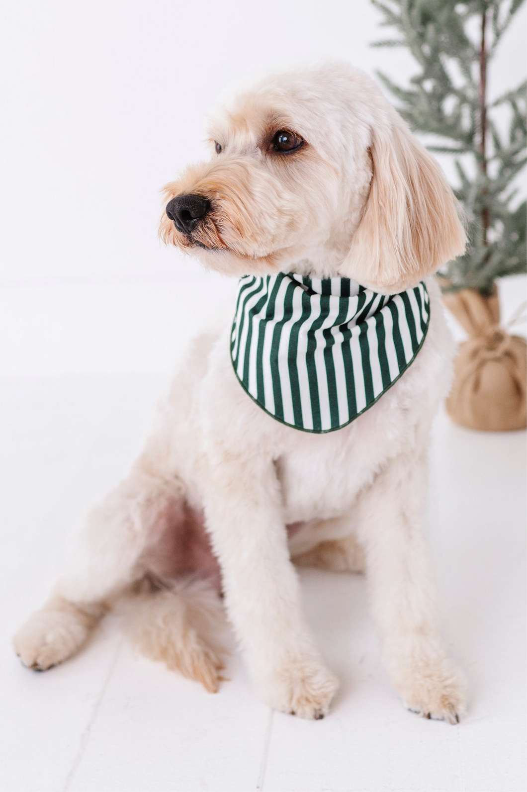 Green Stripes | DOG BANDANNA