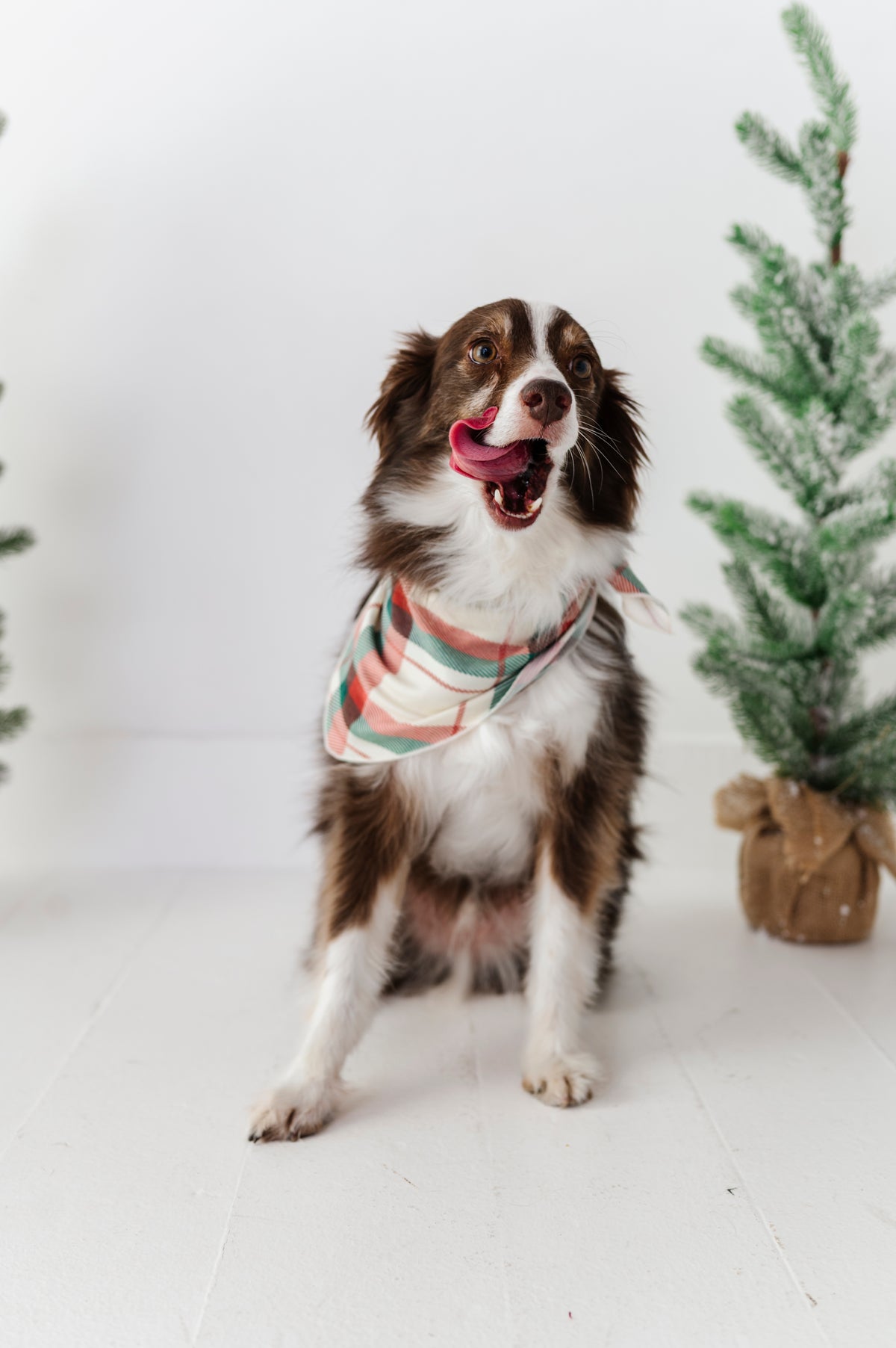 Holiday Plaid | DOG Bandanna