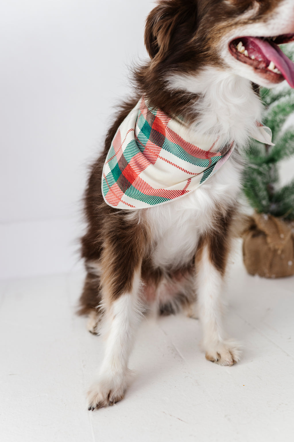 Holiday Plaid | DOG Bandanna