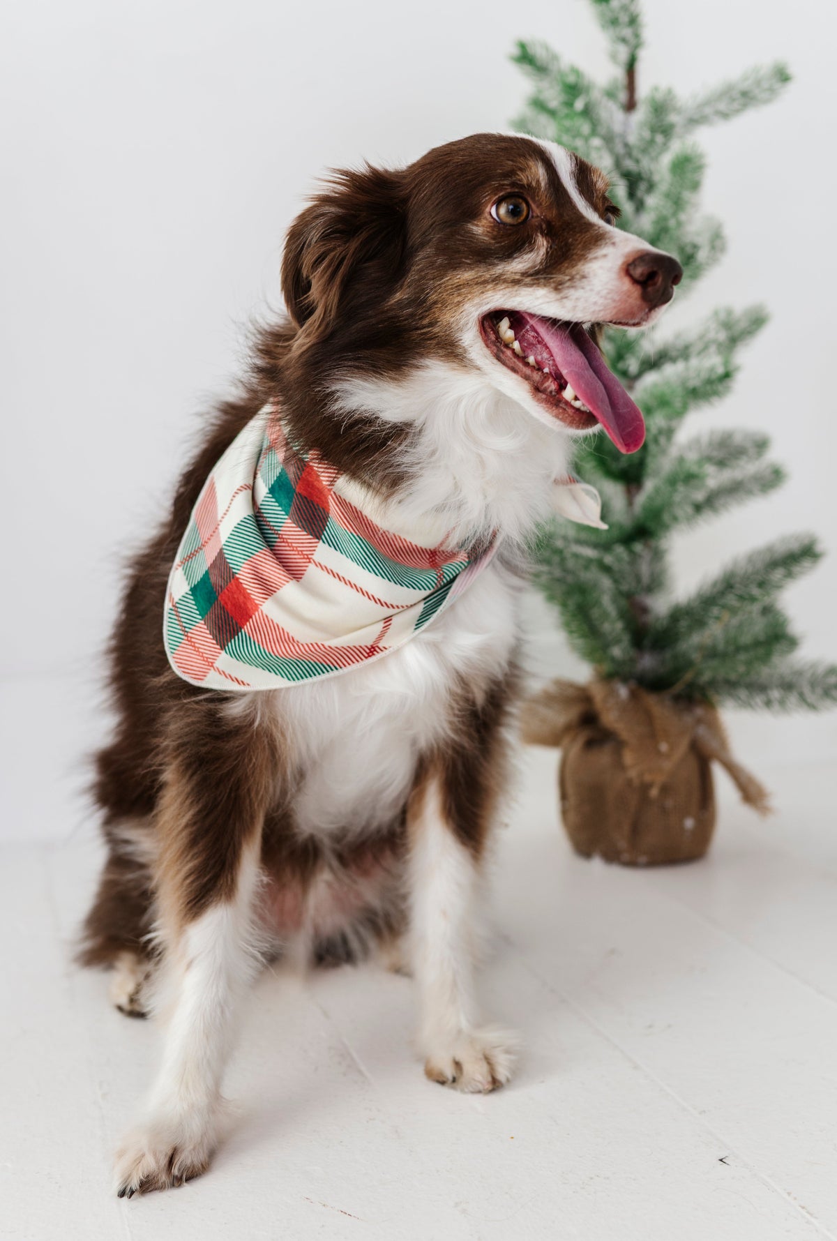Holiday Plaid | DOG Bandanna