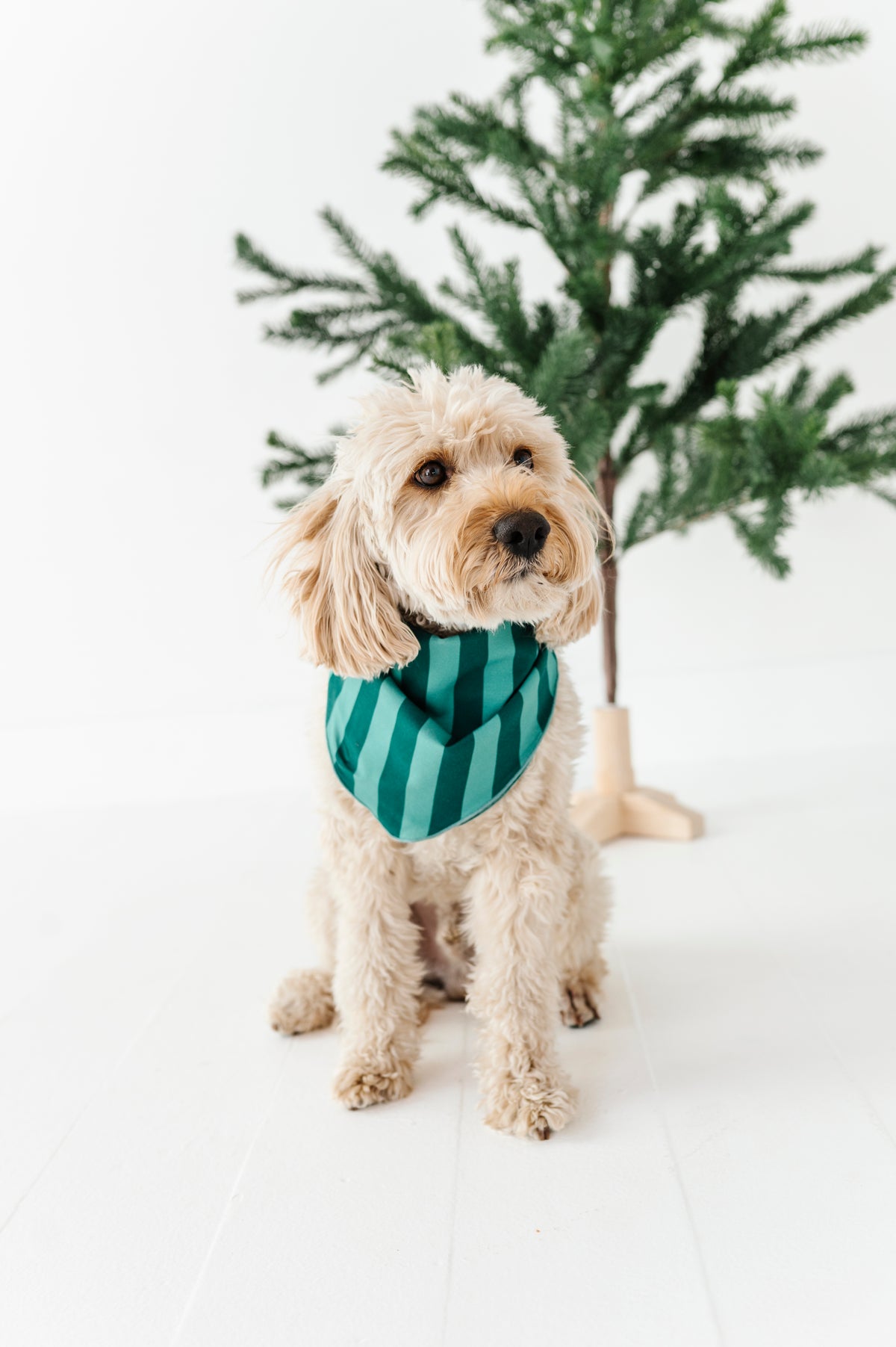 Evergreen Stripes | DOG Bandanna