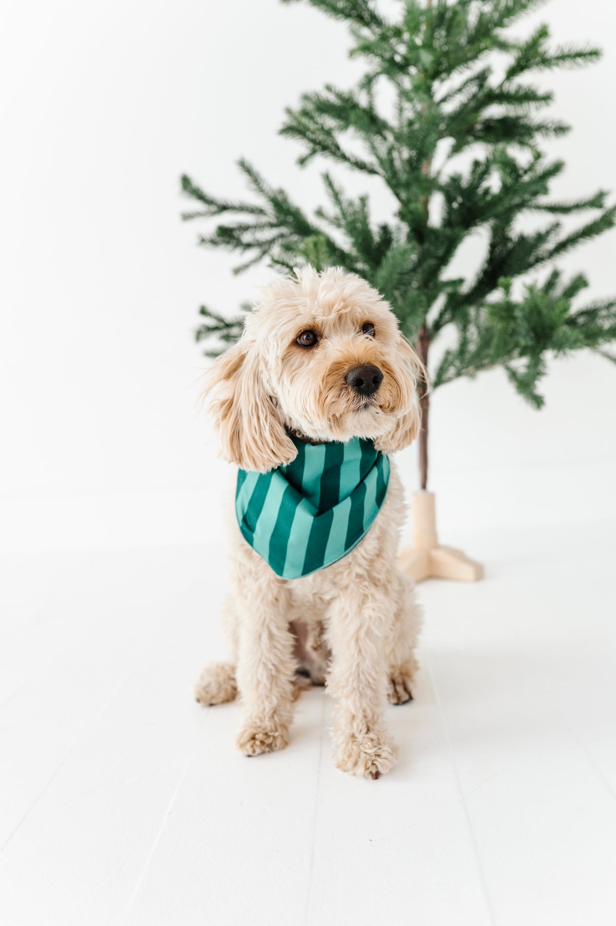 Evergreen Stripes | DOG Bandanna