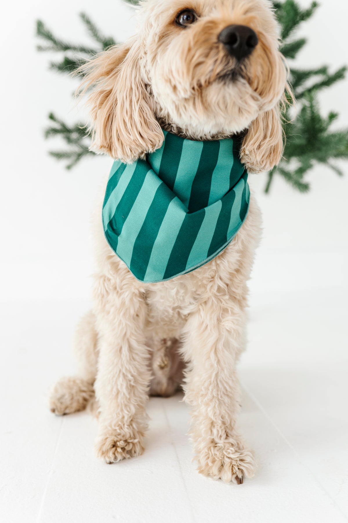 Evergreen Stripes | DOG Bandanna