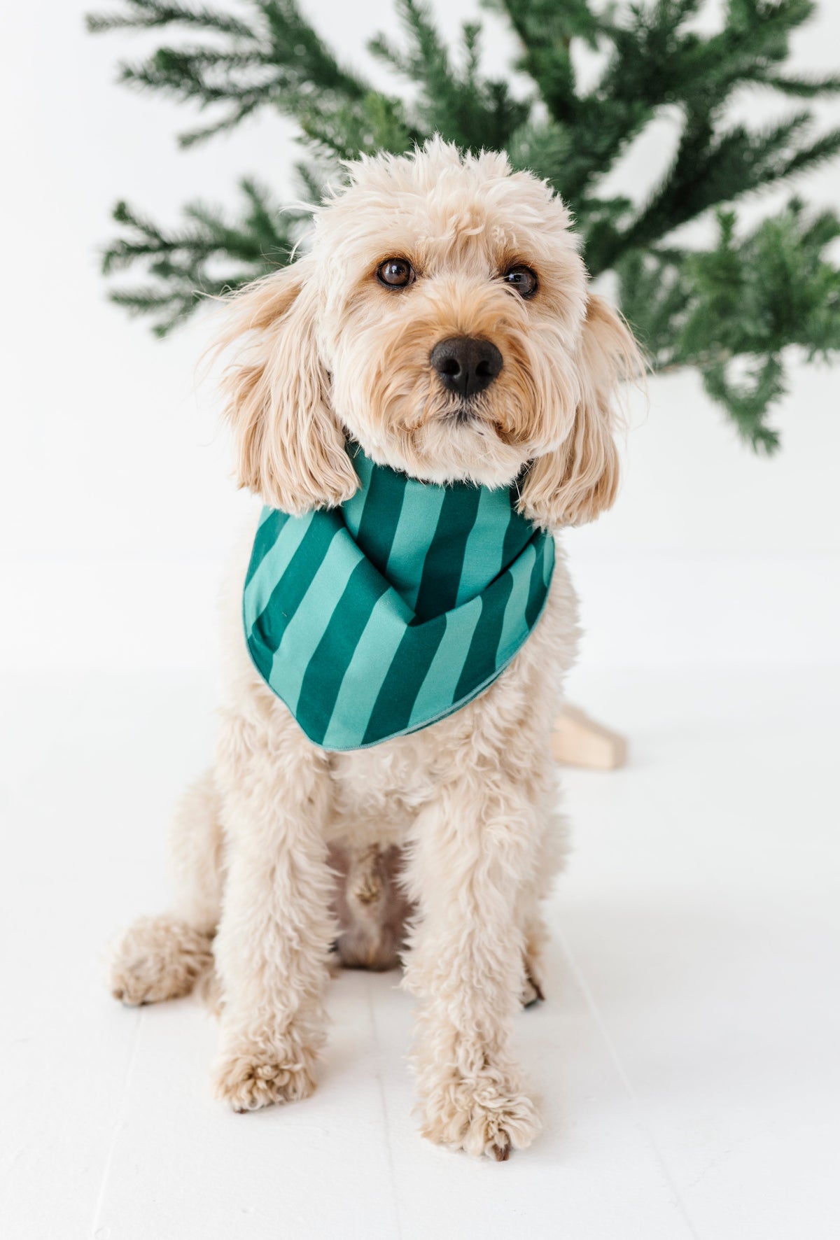 Evergreen Stripes | DOG Bandanna