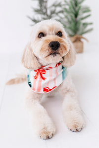 Bows | DOG BANDANNA