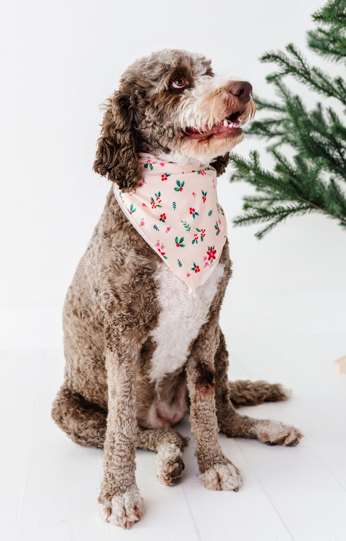 Holly Floral | DOG Bandanna