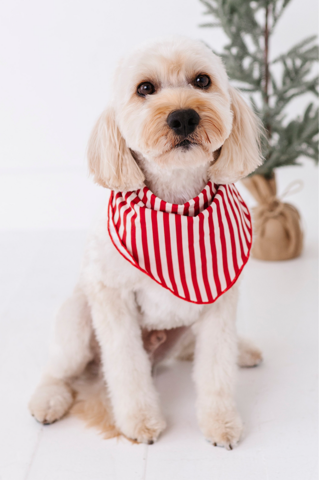 Red Stripes | DOG BANDANNA