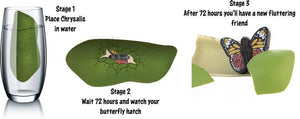 Hatch A Butterfly Toy